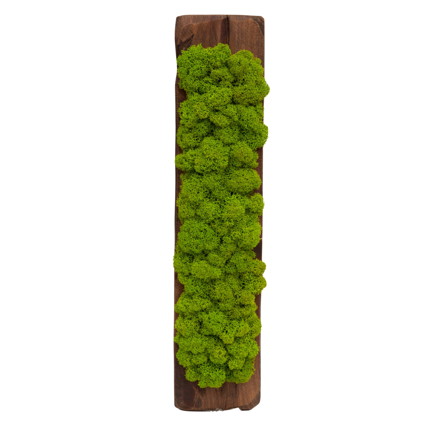 stabilizovany_mach_v_drevenom kvetináci_40x9_b